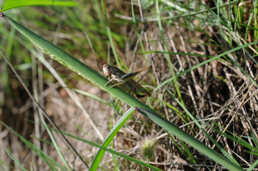 Platycleis grisea femmina  (Tettigonidae)